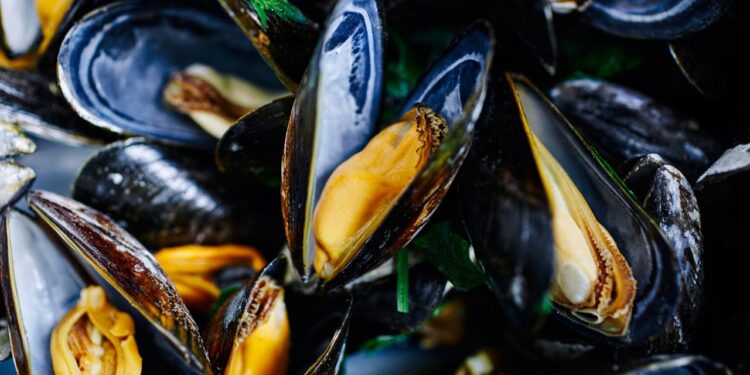 Allerta sanitaria: ritirato un lotto di cozze per contaminazione batterica