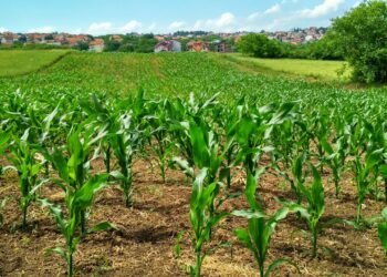 Pesticidi nel piatto: un terzo degli alimenti che mangiamo contiene residui. Le colture più a rischio