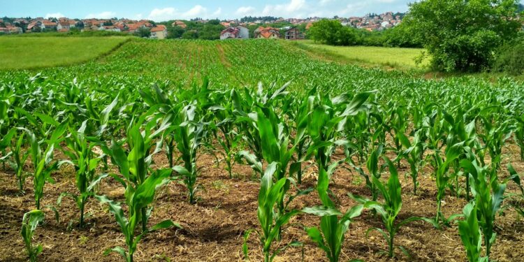 Pesticidi nel piatto: un terzo degli alimenti che mangiamo contiene residui. Le colture più a rischio