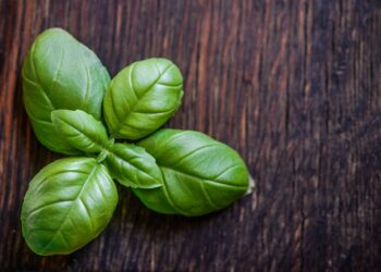Usi il basilico d’estate? Occhio al suo peggior nemico, può creare danni importanti