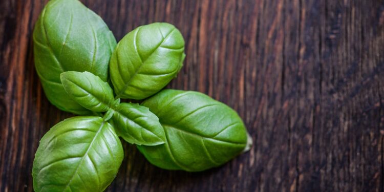 Usi il basilico d’estate? Occhio al suo peggior nemico, può creare danni importanti