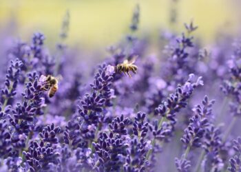 Contributo fino a 500€ per chi aiuta le api: arriva il bonus agricoltura