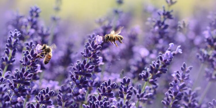 Contributo fino a 500€ per chi aiuta le api: arriva il bonus agricoltura
