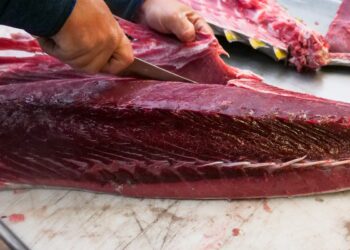 Pesci da evitare: i 5 più contaminati dal mercurio
