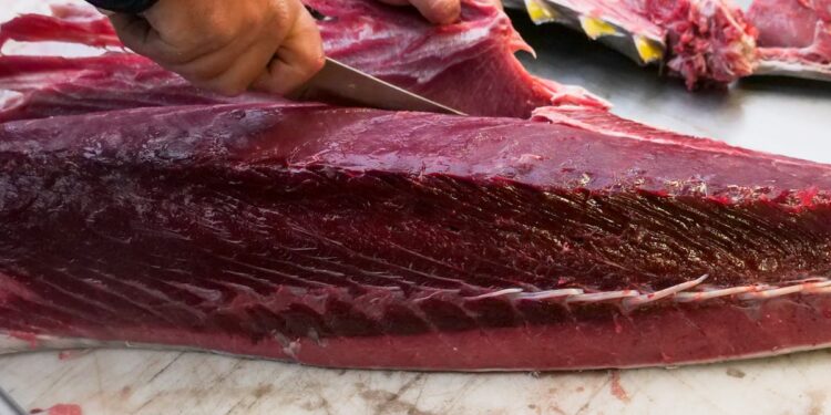 Pesci da evitare: i 5 più contaminati dal mercurio